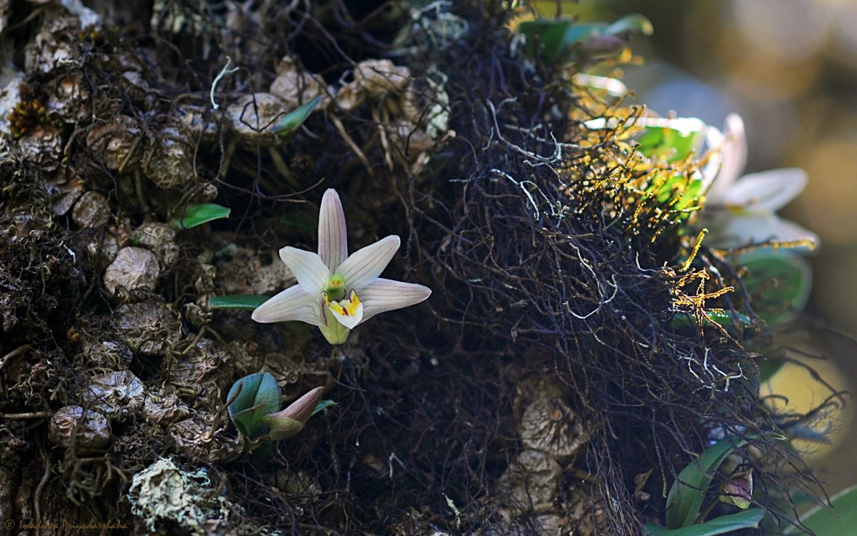 Porpax braccata (Lindl.) Schuit., Y.P.Ng & H.A.Pedersen